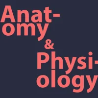 Anatomy and Physiology